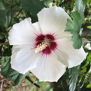 Meet your Posher, Bailey